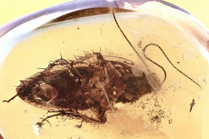 Detailed Fossil Cockroach (Blattodea) In Baltic Amber - Rare! #367529